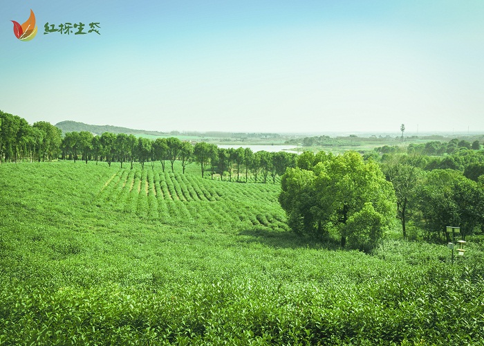 南京红栎农业种植基地